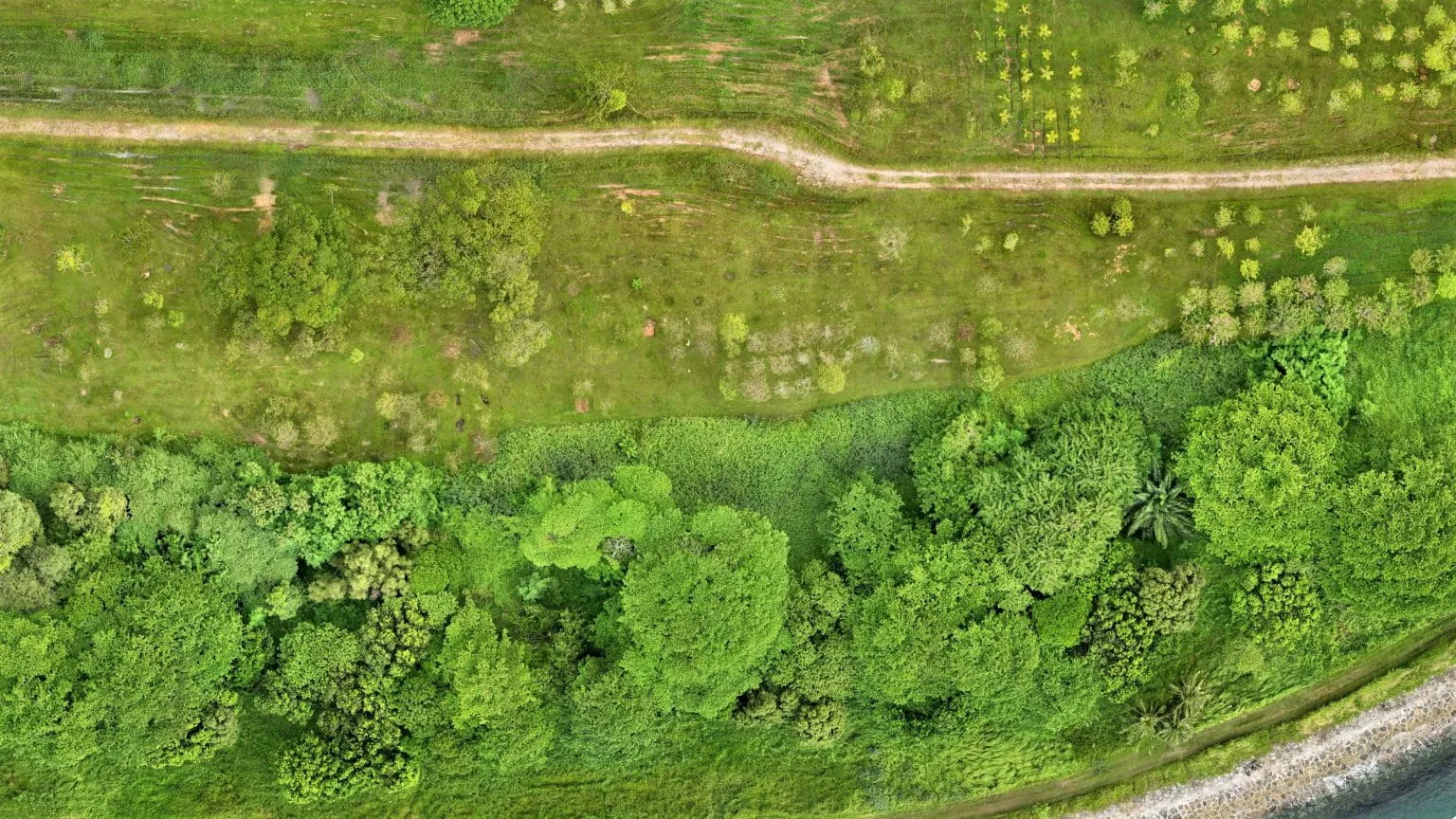 A green park as seen from above, image taken from a drone